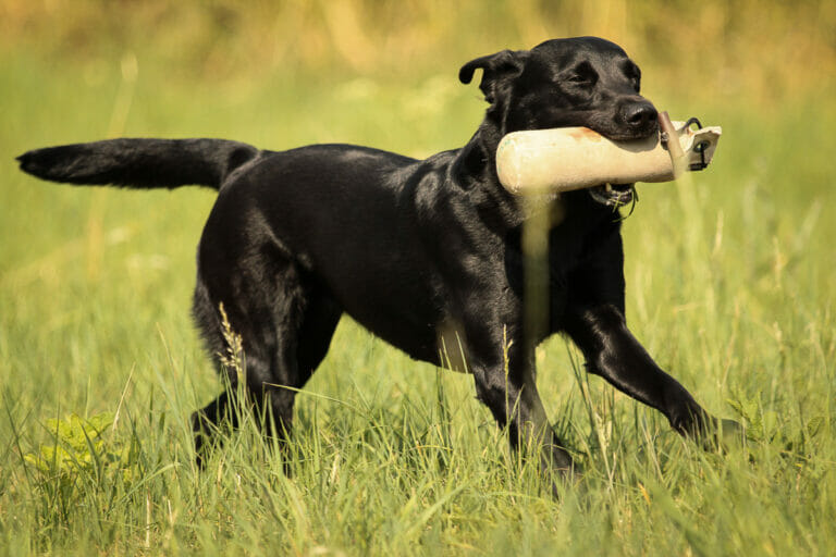 Retriever is retrieving a dummy