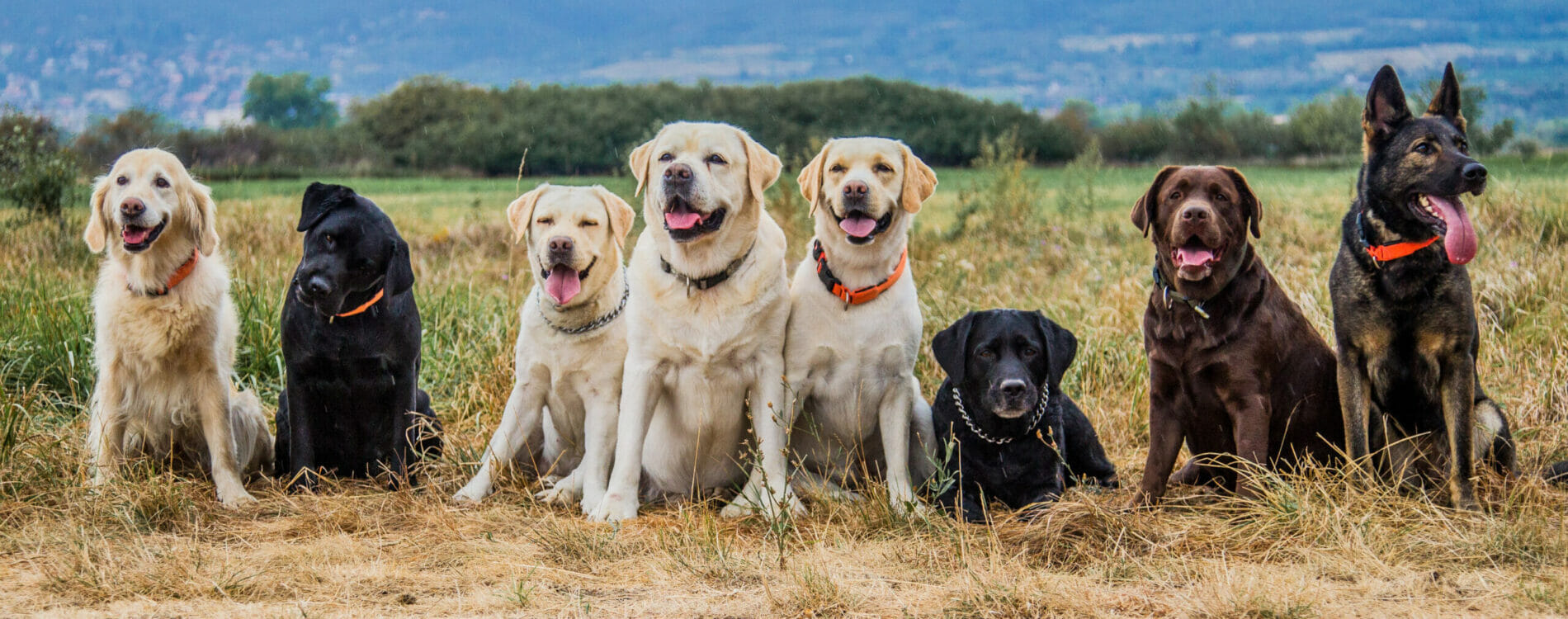 Group photo of eight dogs