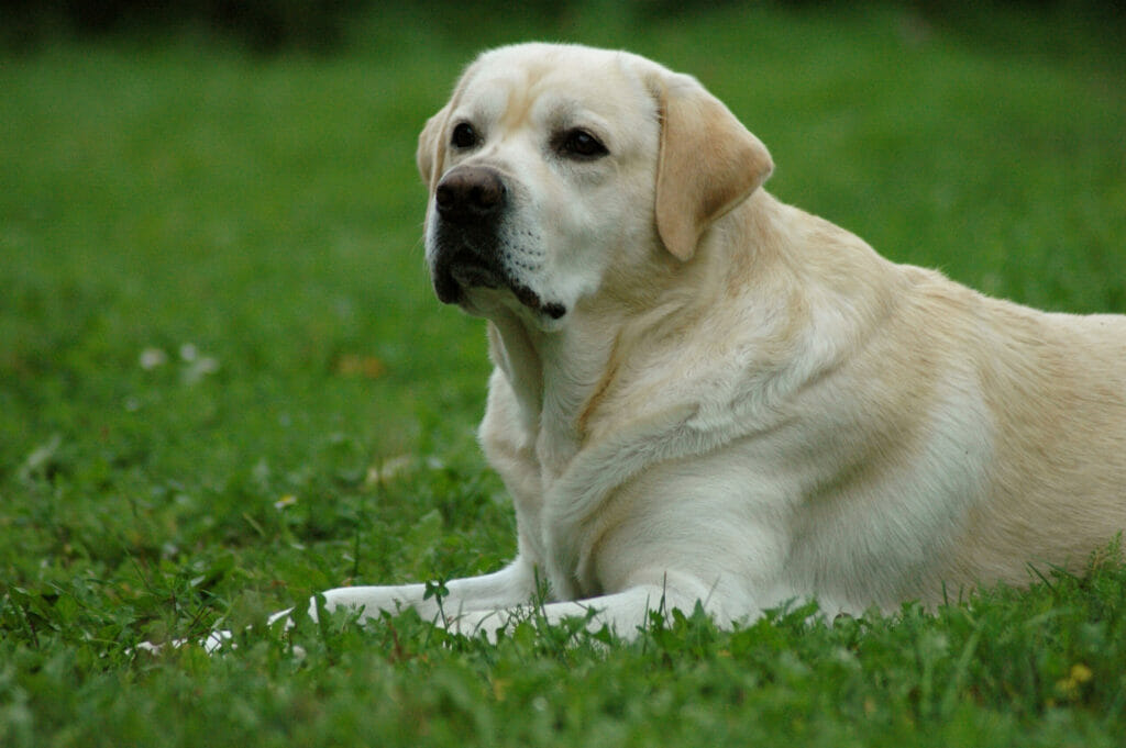 Labrador Retriever