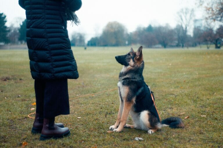 German shepherd puppy training