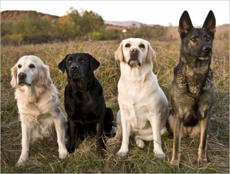 Group photo of four dogs