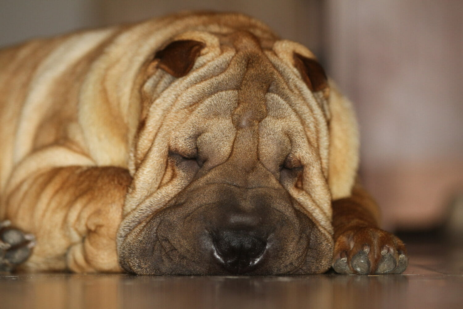 Sleeping Shar Pei