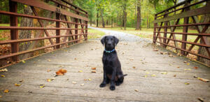 Labrador puppy sitting on a bridge