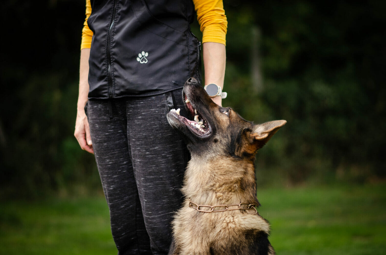 German shepherd obedience