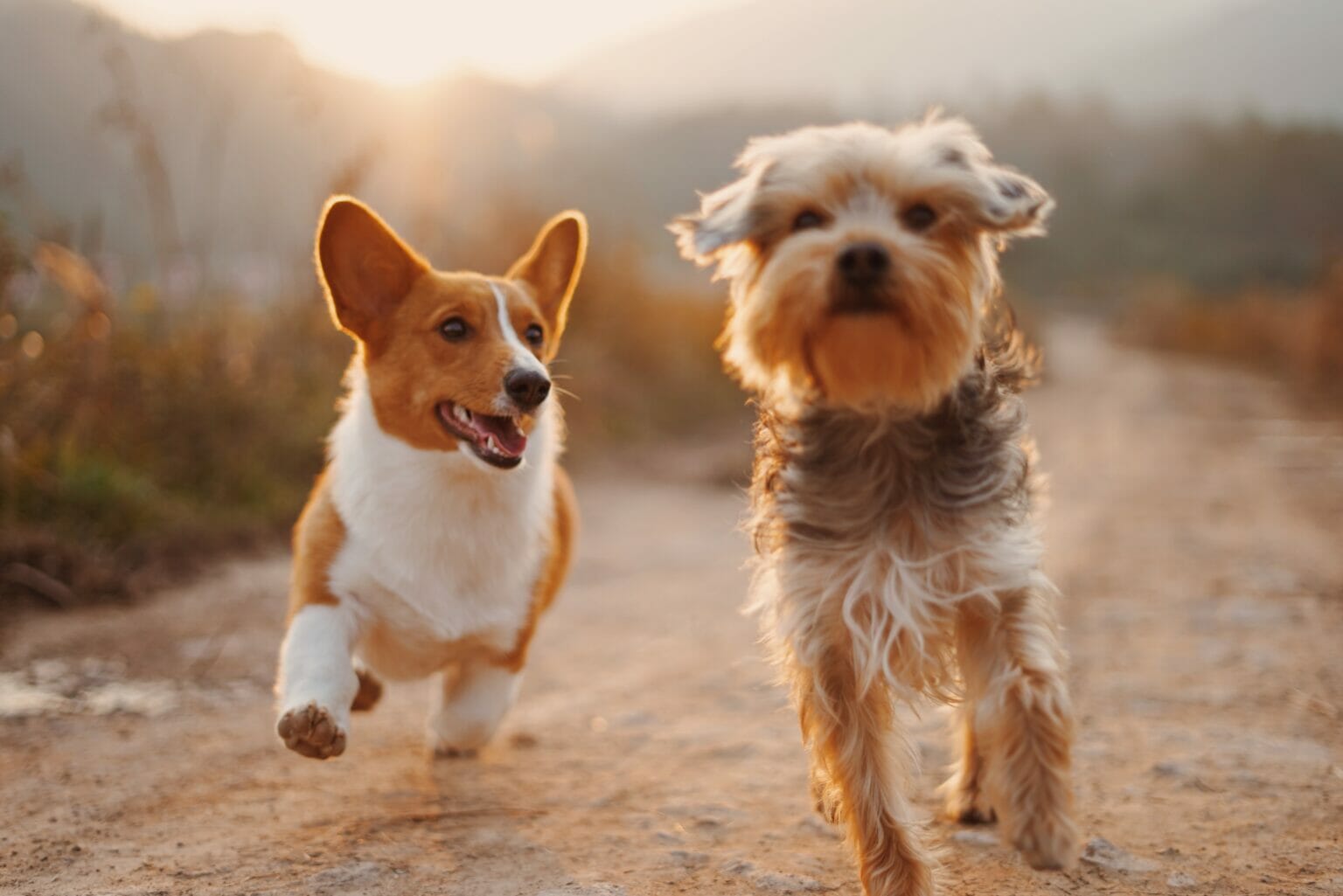 Happy dogs running toghether