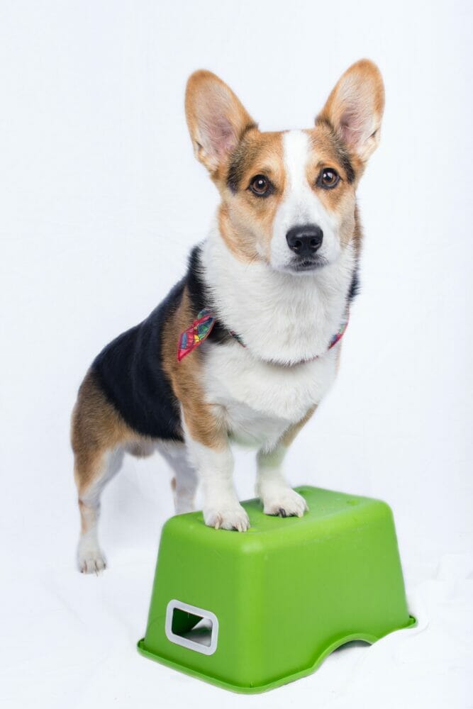 Corgi dog on step stool doing fitness