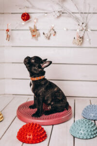 Cute little black french bulldog on balance disc doing fitness