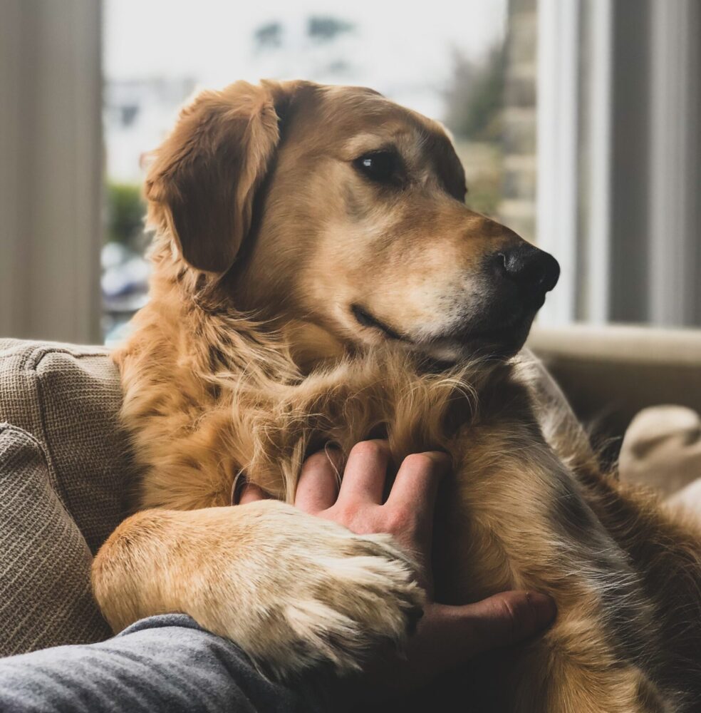 Golden Retriever relaxing with his owner