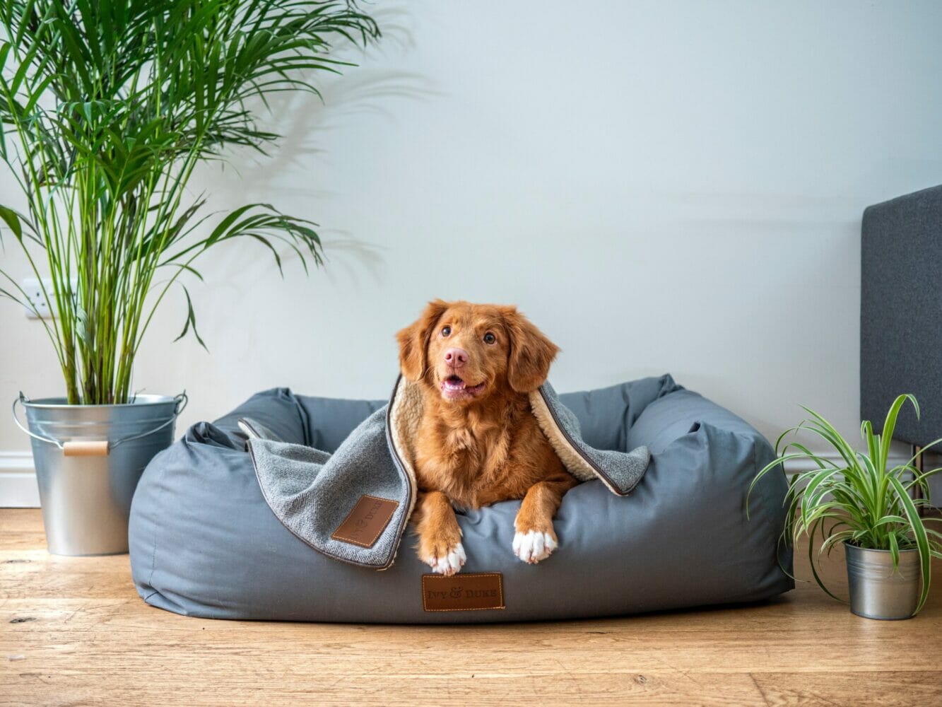 Nova Scotia Duck Tolling Retriever relaxing in the dogbed