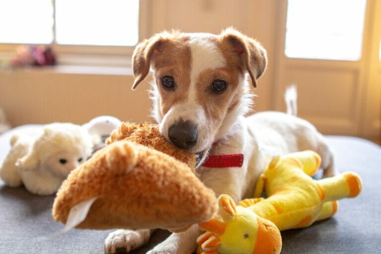 Jack Russel Terrier playing with his toy