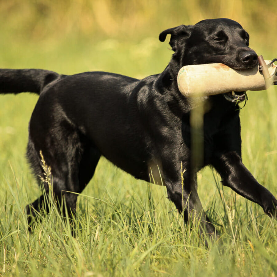 Retriever is retrieving a dummy