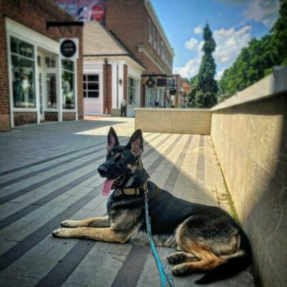 German shepherd in downtown