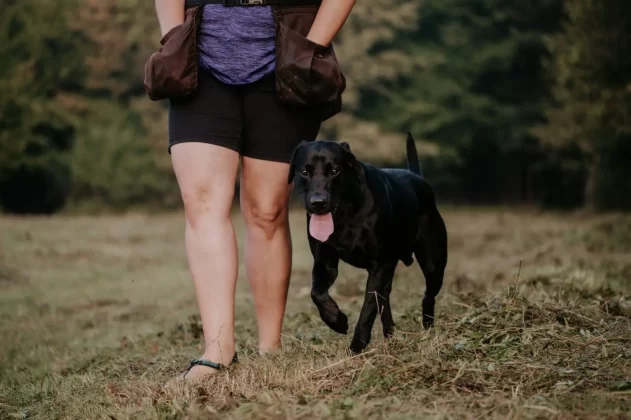 A black labrador is walking off-leash next to his trainer