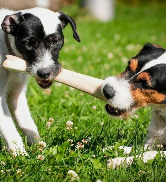 Terriers playing at a daycare