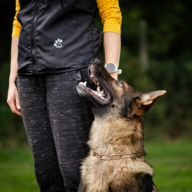 German shepherd obedience