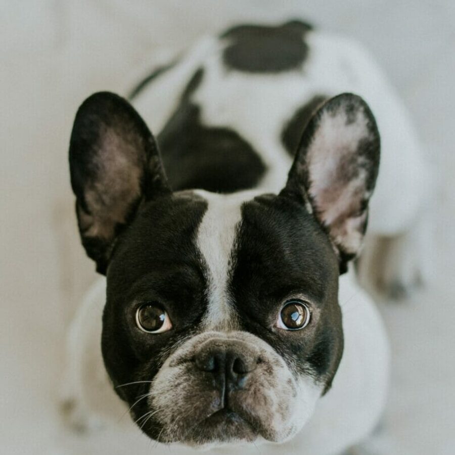 Black and White Frenchie looking into the camera