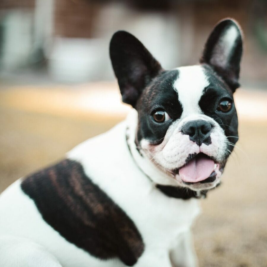 Cute brindle and white frenchie puppy