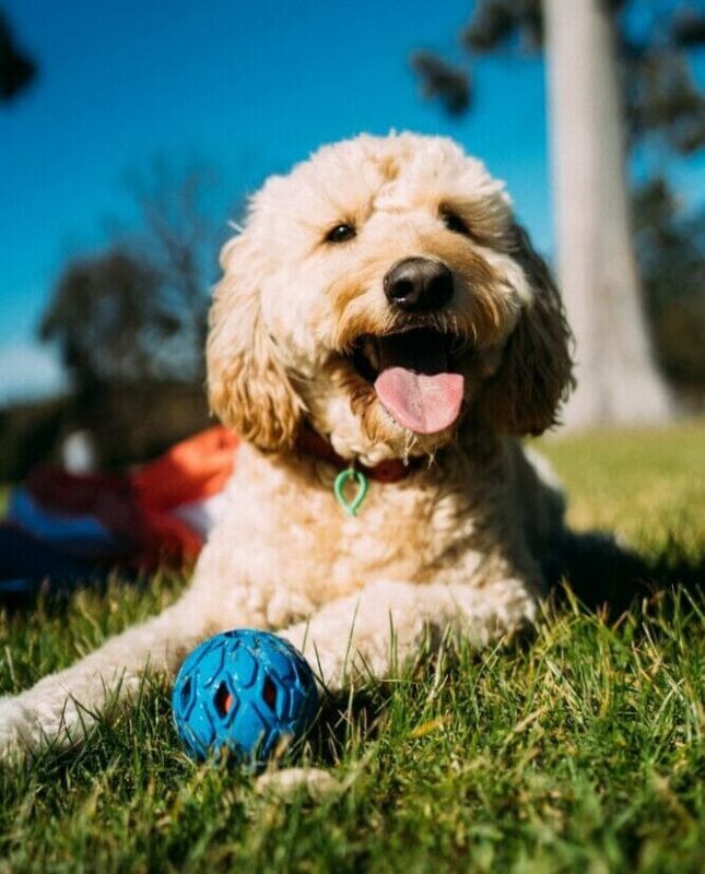 Happy Goldendoodle at a daycare