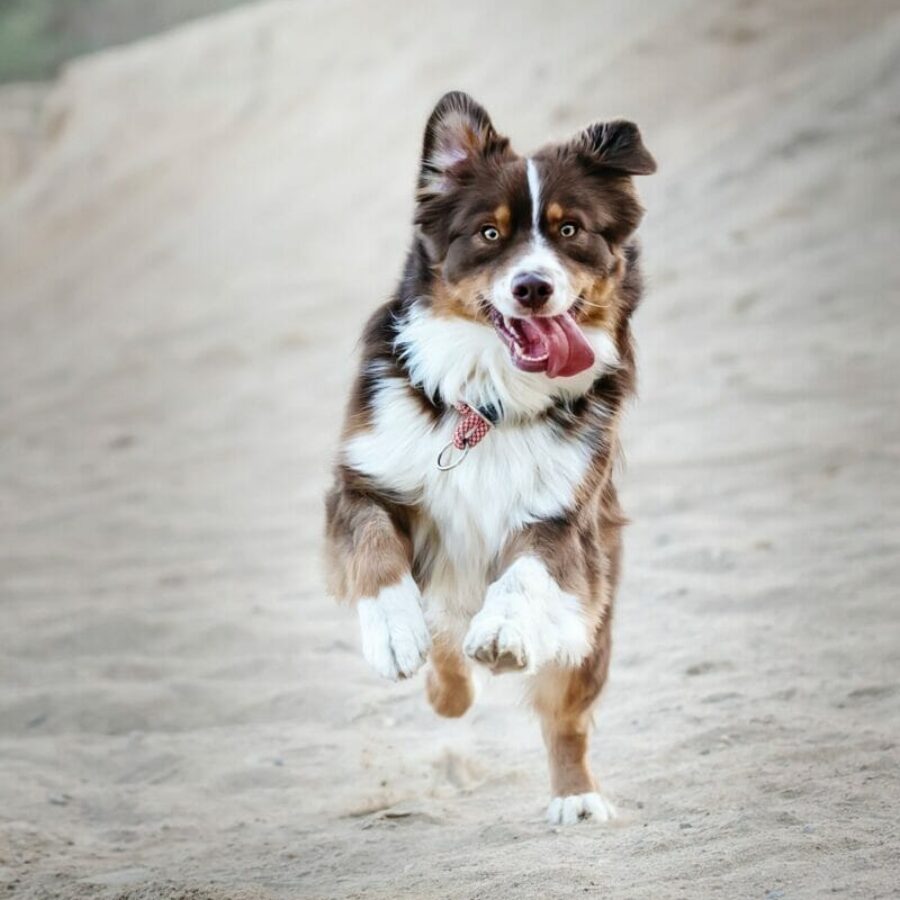 Running Australian Shepherd