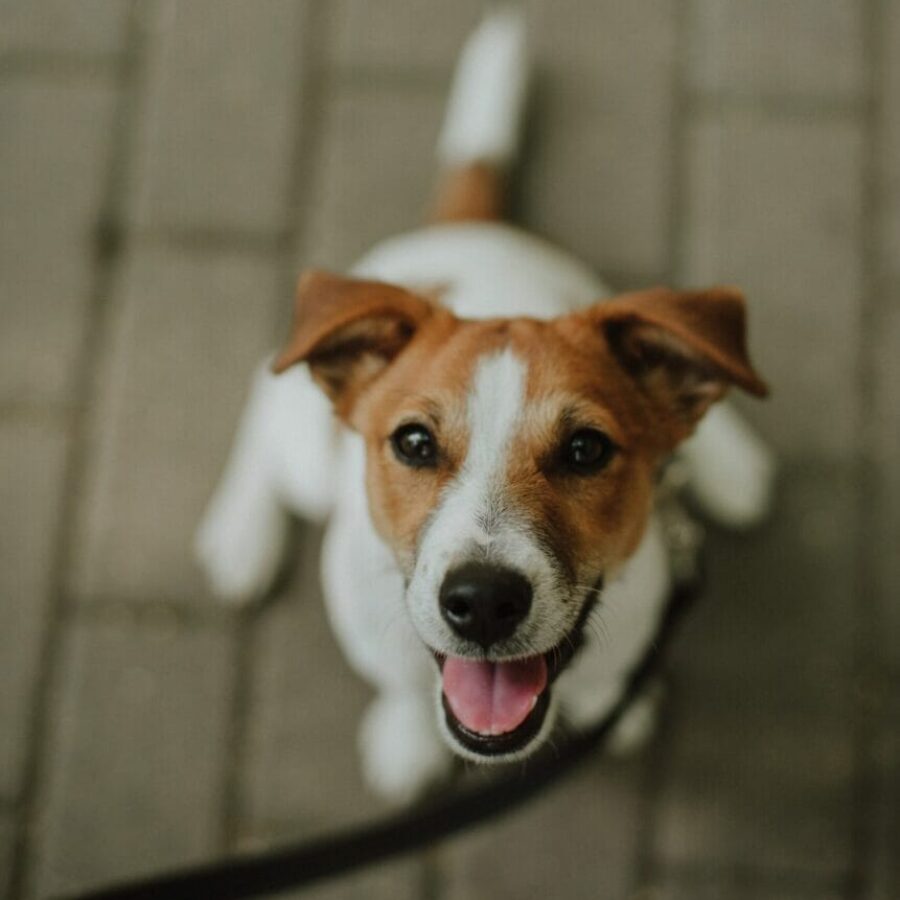 Cute Jack Russel Terrier looking into the camera