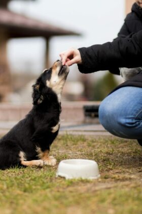 A puppy being trained how to sit