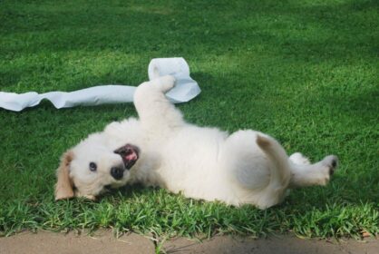 Golden Retriever puppy